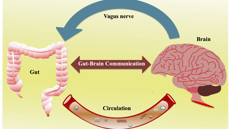 Memahami Gut-Brain Axis: Hubungan Erat antara Usus dan Otak Anda – PAFI Ranai